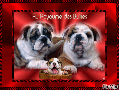 mes chiens favorie - GIF animate gratis