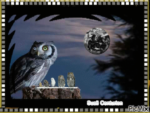 Coruja a noite - Zdarma animovaný GIF