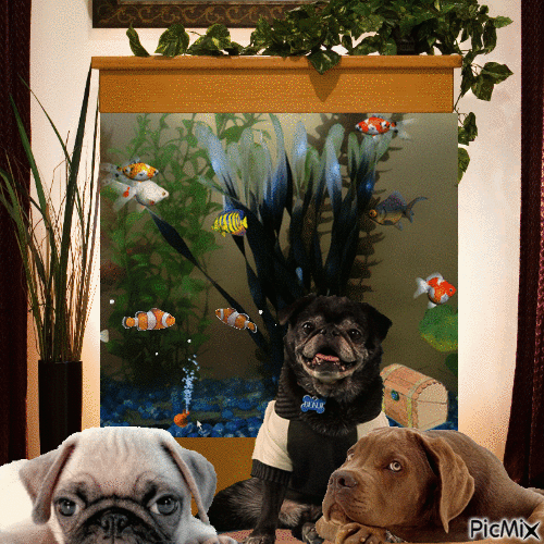 Fish Tank and Pups - Darmowy animowany GIF