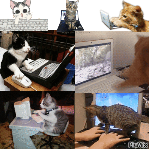 cat and computer - Gratis animeret GIF