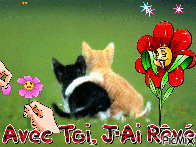 chats amoureux - Darmowy animowany GIF