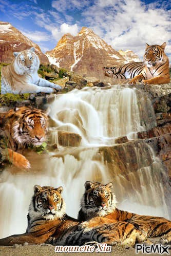 les tigres - darmowe png