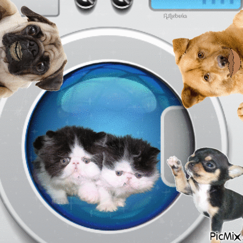 Pets in weird places-contest - GIF animado grátis
