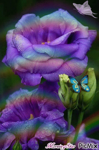 My Purple Rainbow - Безплатен анимиран GIF