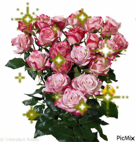 trandafirii - GIF animado gratis