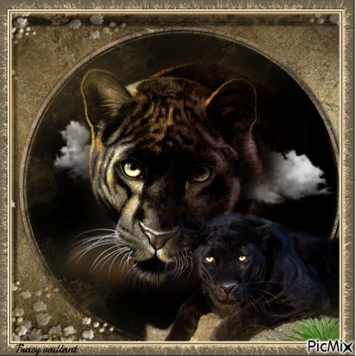 Panthers - nemokama png