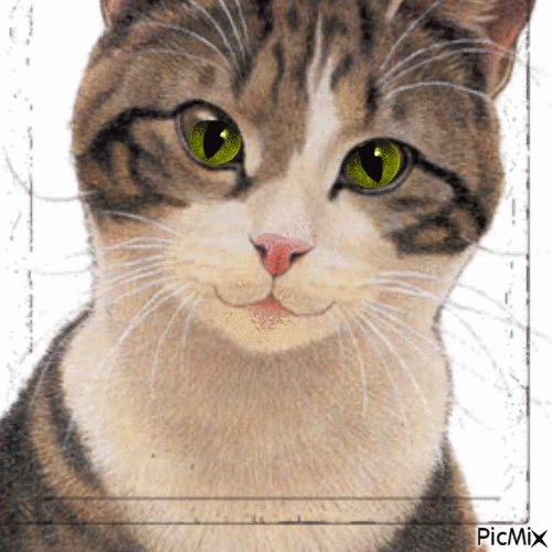 mon chat et bizard - 無料のアニメーション GIF