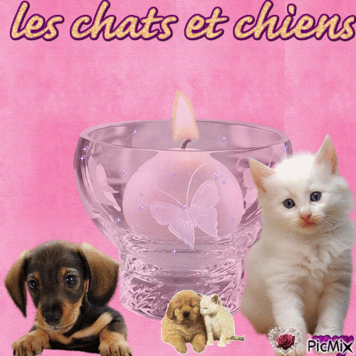 les chat et chien - Free animated GIF