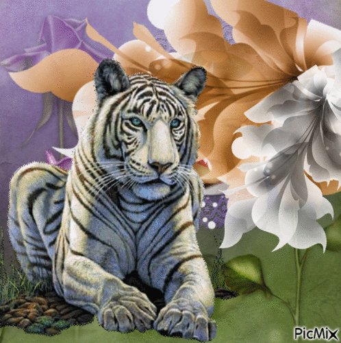 Тигр. - GIF animate gratis