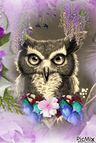 OWL - Ilmainen animoitu GIF