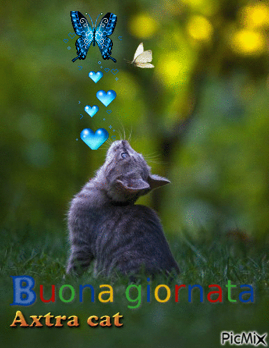 gatto con farfalla - Animovaný GIF zadarmo