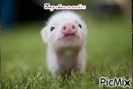 Trop chou ce cochon - Ingyenes animált GIF