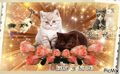 Des chats - Free animated GIF