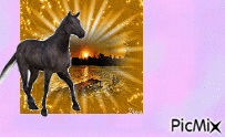 cheval nor cheval p - Free animated GIF