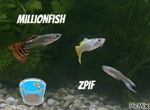 Millionfish - GIF animé gratuit