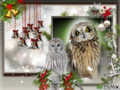 Christmas owl - zdarma png
