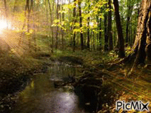stream woods - Gratis animeret GIF