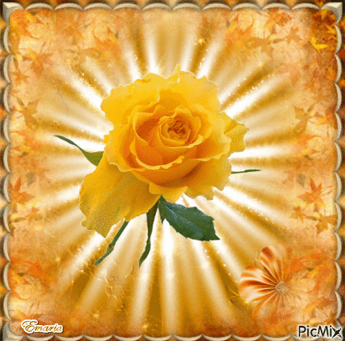 rosa amarela - Zdarma animovaný GIF