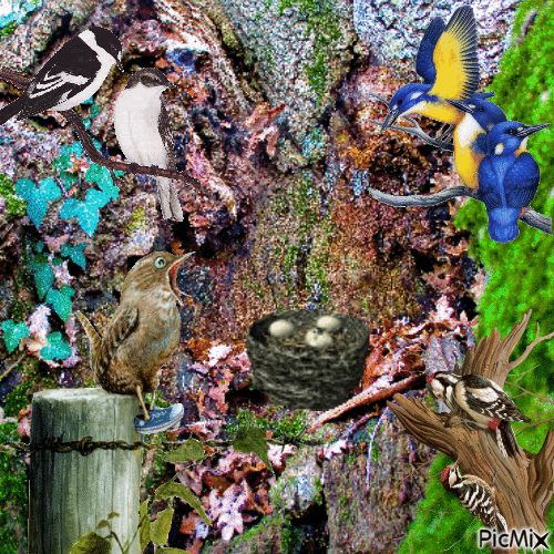 oiseaux dans l'arbre - Ingyenes animált GIF
