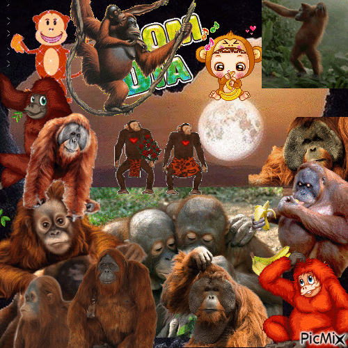 Macacos - GIF animé gratuit