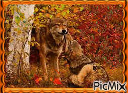 Autumn Wolves! - Free animated GIF