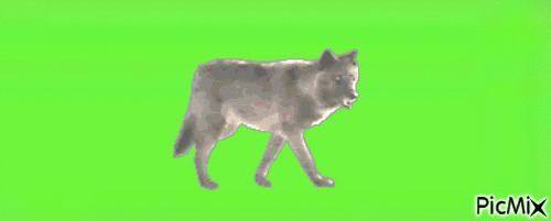 vlk - Ücretsiz animasyonlu GIF