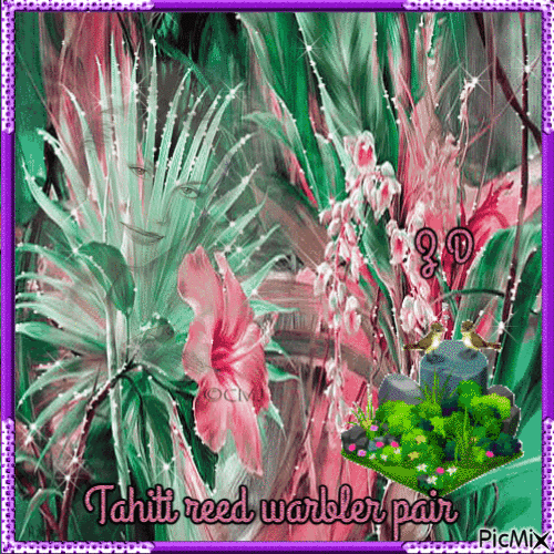 Tahiti reed warbler pair - Бесплатни анимирани ГИФ