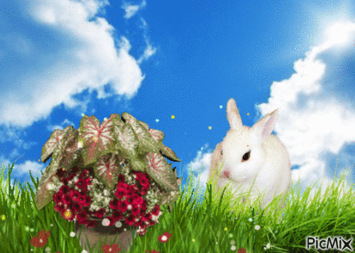 real bunny lmfao - 免费动画 GIF