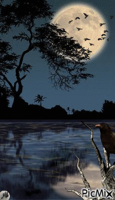 Cuervo bajo la luna - Besplatni animirani GIF