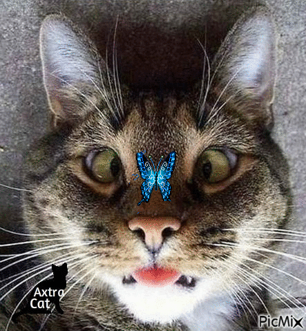 gatto con farfalla - 免费动画 GIF