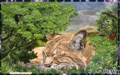 HD gros chat - Free animated GIF