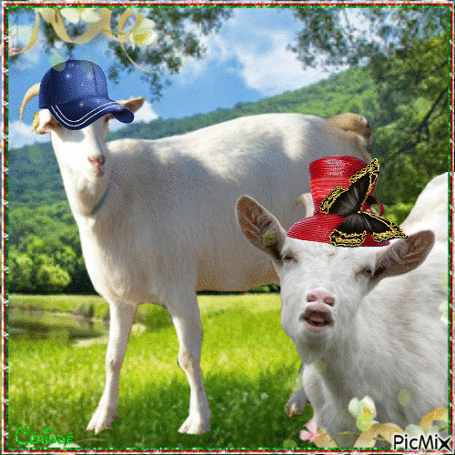 Chèvres avec chapeau - GIF animé gratuit