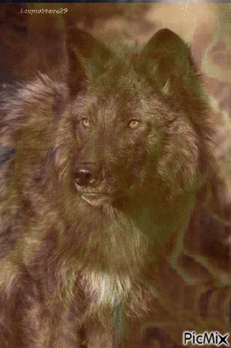 bkak wolf - Free animated GIF