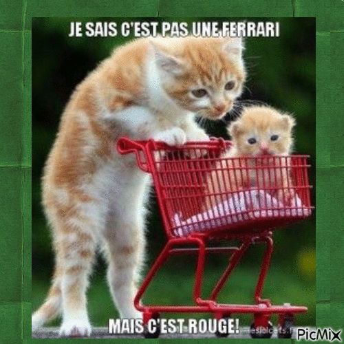 Deux chats drôles - Free animated GIF