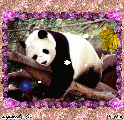 Panda sonhador - Besplatni animirani GIF