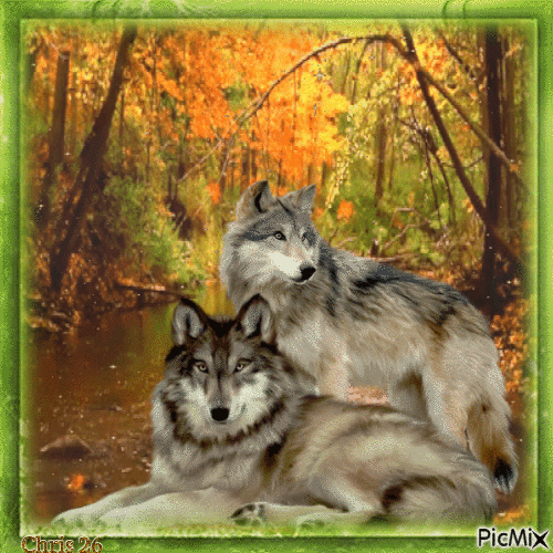 Contest- 'TWO WOLVES' - GIF animate gratis