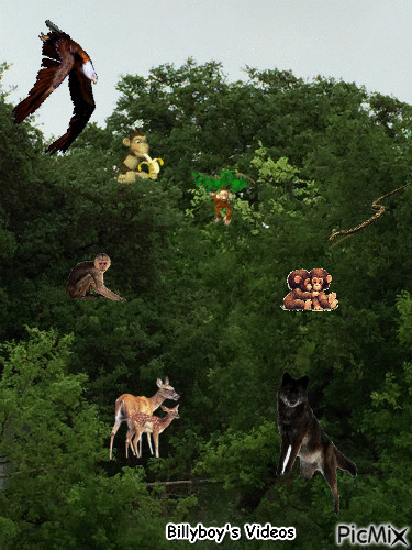 Jungle1 - Zdarma animovaný GIF
