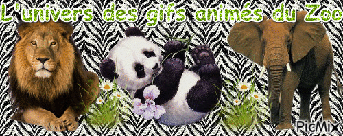 ZOO panda - GIF animé gratuit