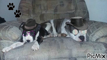 Coolest dogs - GIF animate gratis