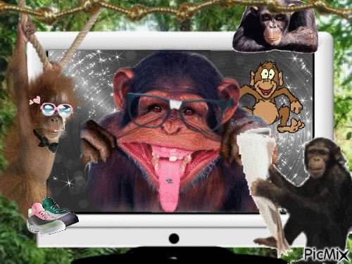 les singe en FOLY - Free animated GIF