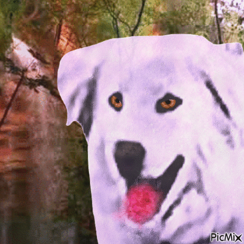 Amazing dog - Bezmaksas animēts GIF