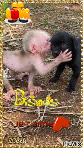 Bébé singe donne un bisous à son chien - Besplatni animirani GIF