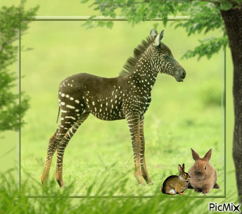 zebre et lapins - Free animated GIF
