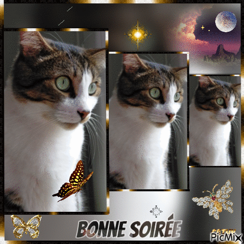 BONNE SOIREE - Ingyenes animált GIF