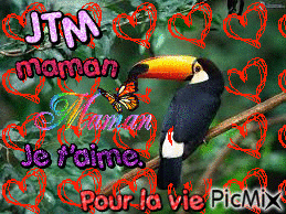 toucan - GIF animado gratis