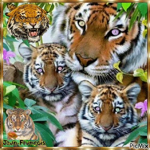 tigres - Besplatni animirani GIF