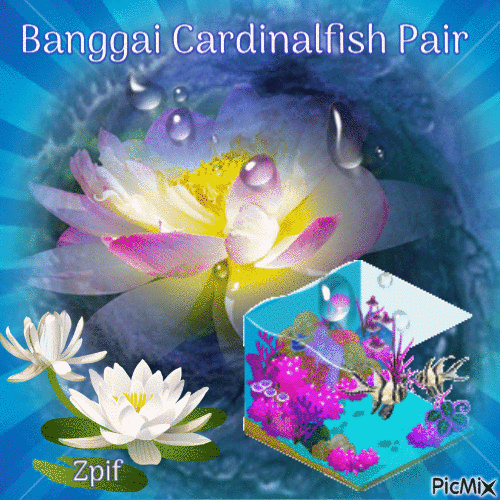 Banggai Cardinalfish Pair - GIF animasi gratis