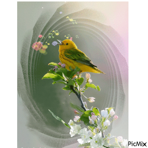 singing bird - Darmowy animowany GIF