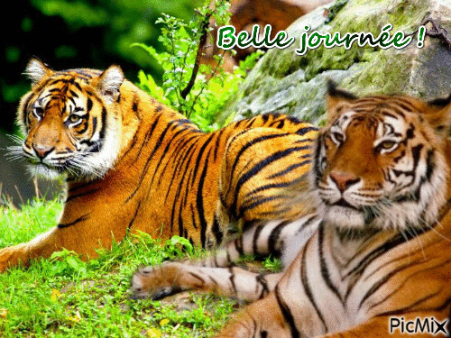 Les tigres - Darmowy animowany GIF