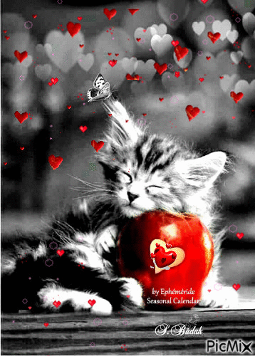 Chat et Coeurs Cat and Hearts - Free animated GIF
